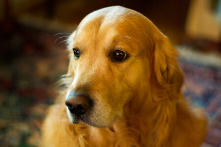 science, nature, neurology, gifted dogs, word comprehension, labels, learning study