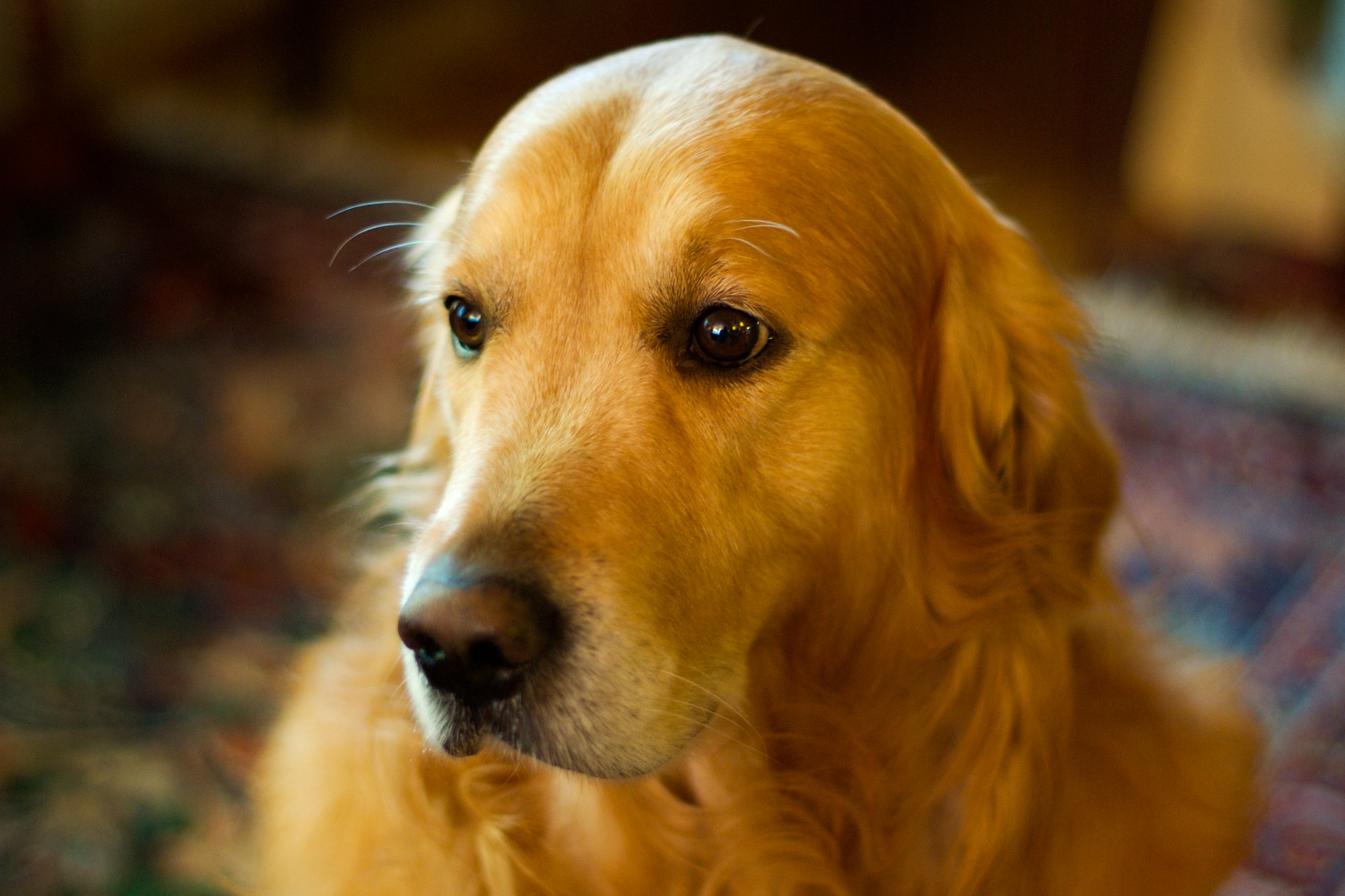 science, nature, neurology, gifted dogs, word comprehension, labels, learning study
