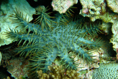 science, nature, biodiversity, Australia, starfish, coral, Great Barrier Reef