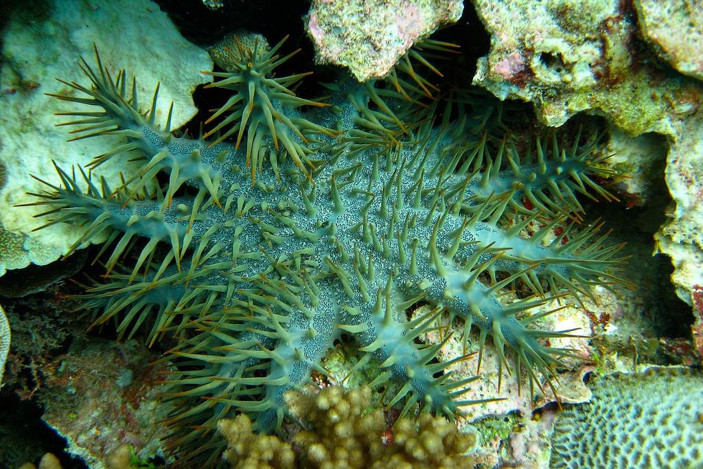 science, nature, biodiversity, Australia, starfish, coral, Great Barrier Reef