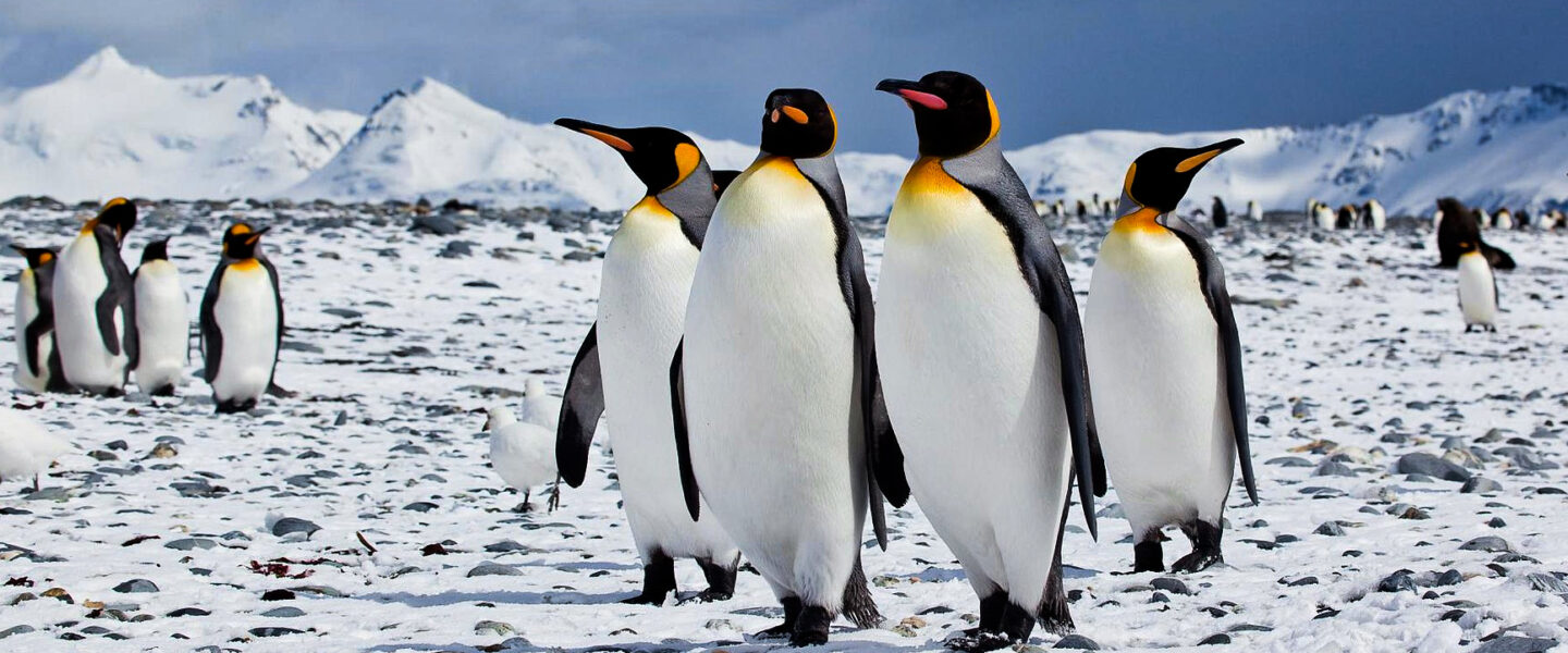 science, nature, oceans. biodiversity, Antarctica, food chain, plankton blooms, earthquakes