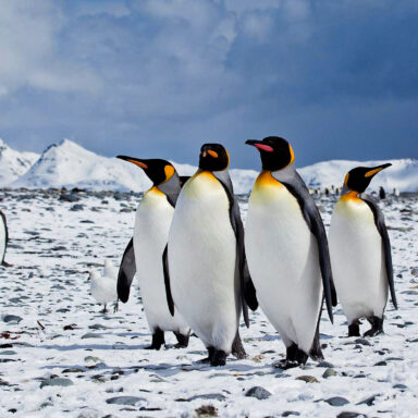 science, nature, oceans. biodiversity, Antarctica, food chain, plankton blooms, earthquakes