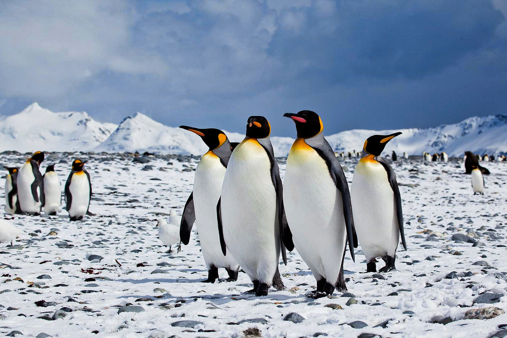 science, nature, oceans. biodiversity, Antarctica, food chain, plankton blooms, earthquakes