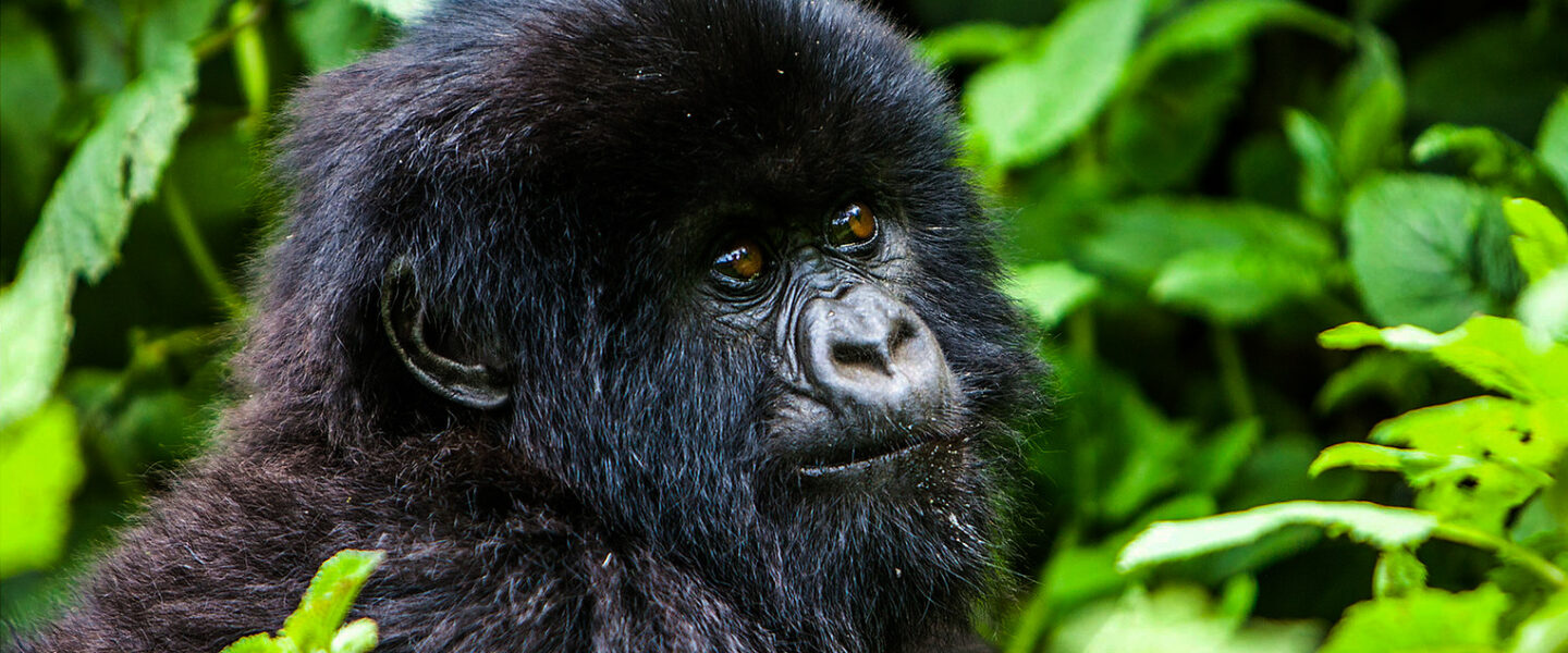 biodiversity, mammals, Congo, Virunga National Park, mountain gorillas, rare twin birth
