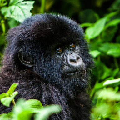 biodiversity, mammals, Congo, Virunga National Park, mountain gorillas, rare twin birth