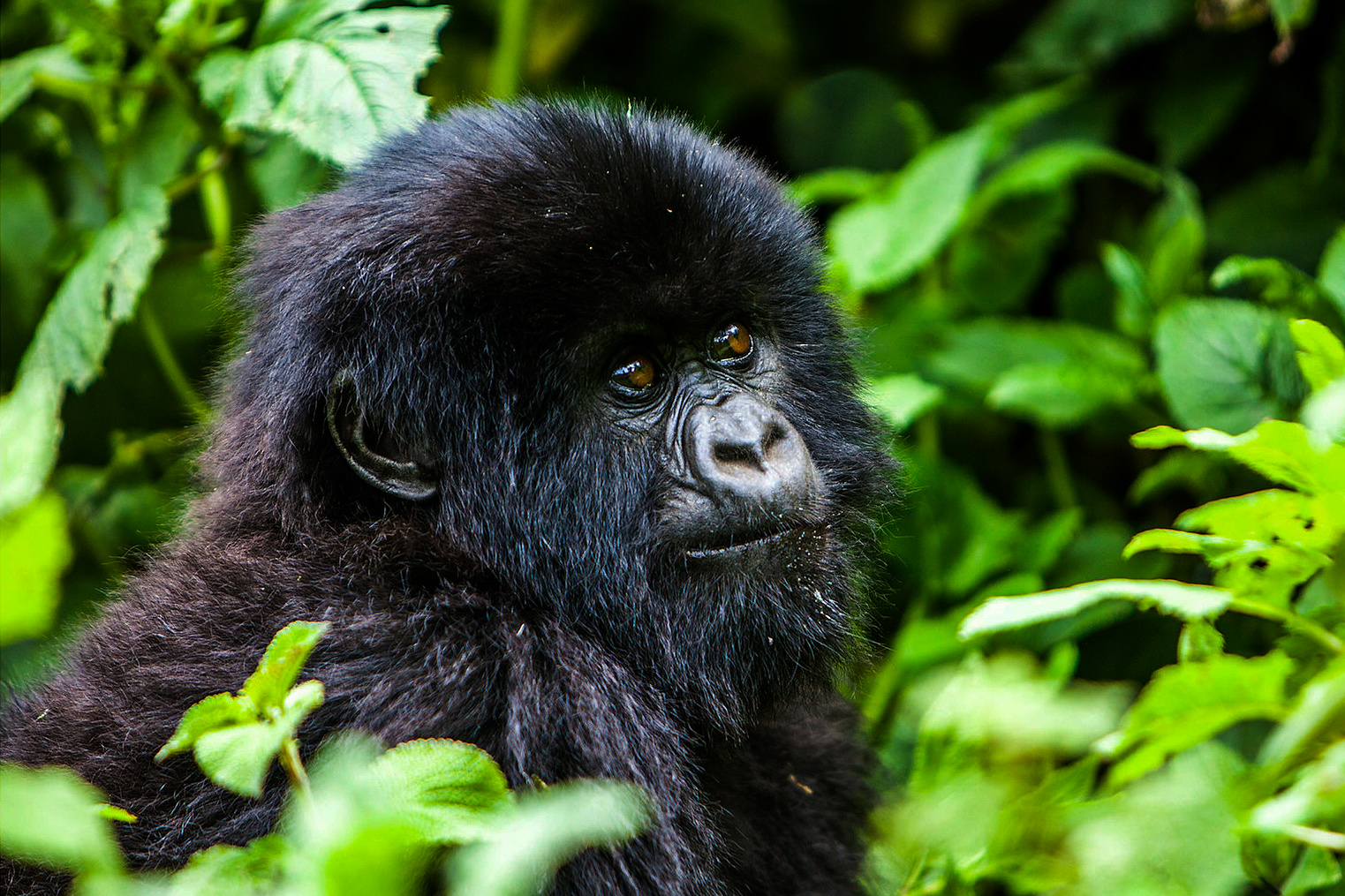 biodiversity, mammals, Congo, Virunga National Park, mountain gorillas, rare twin birth