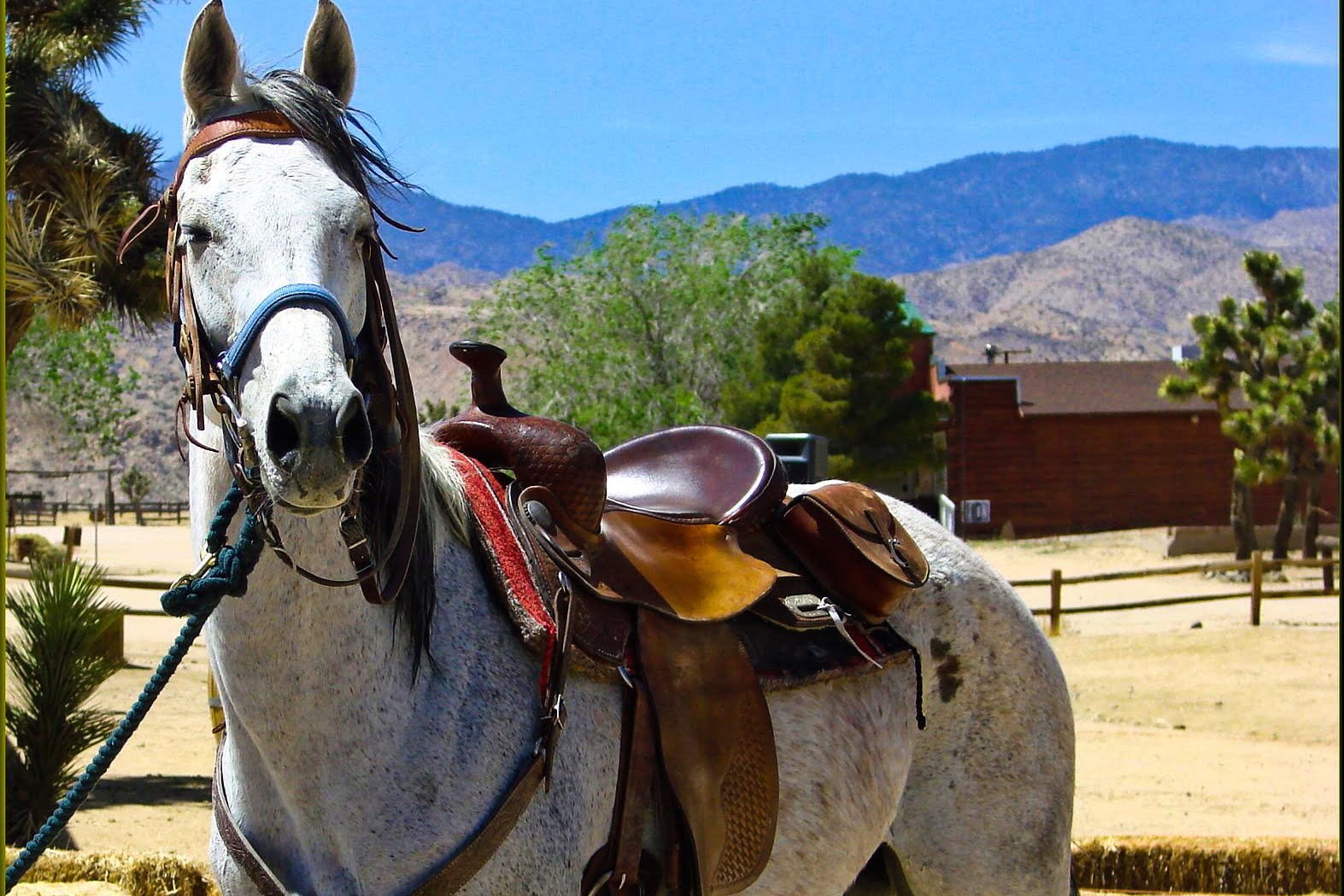 science, biodiversity, horses, whinny, whistle, sing, discovery