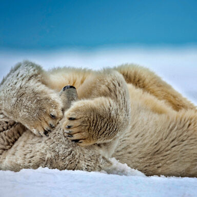 science, biodiversity, global warming, polar bears, research, Norwegian Arctic, size surprise