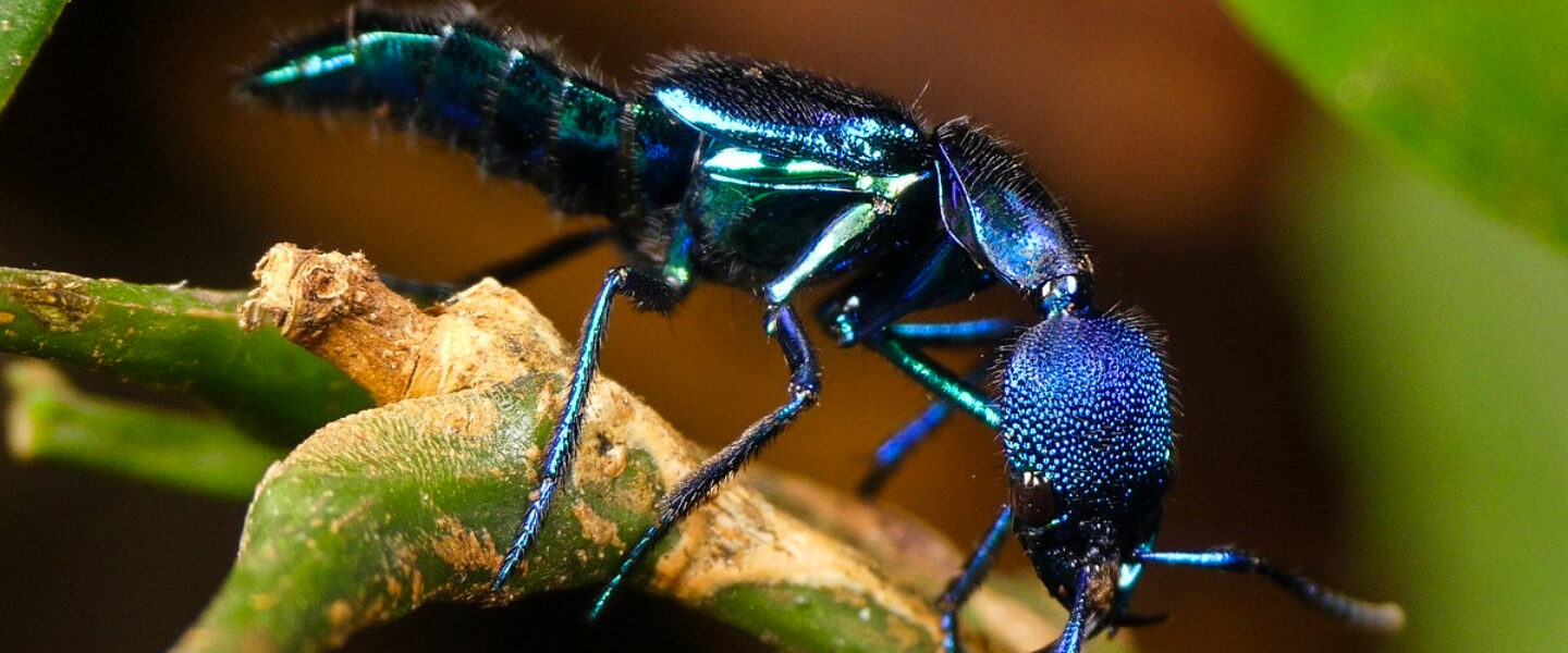 science, insects, beetles, ants, symbiosis, chemical invisibility cloaks, life-saving tactic