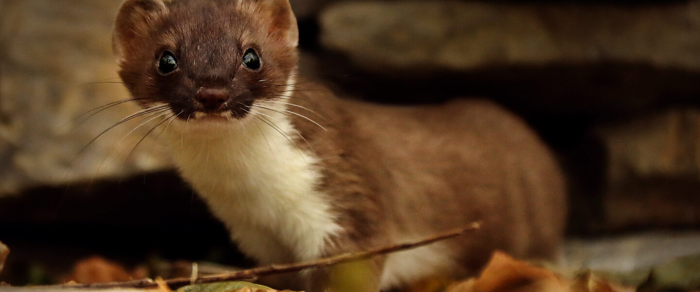 science, biodiversity, Winter Olympics, Italy, 2026 mascots, sibling stoats