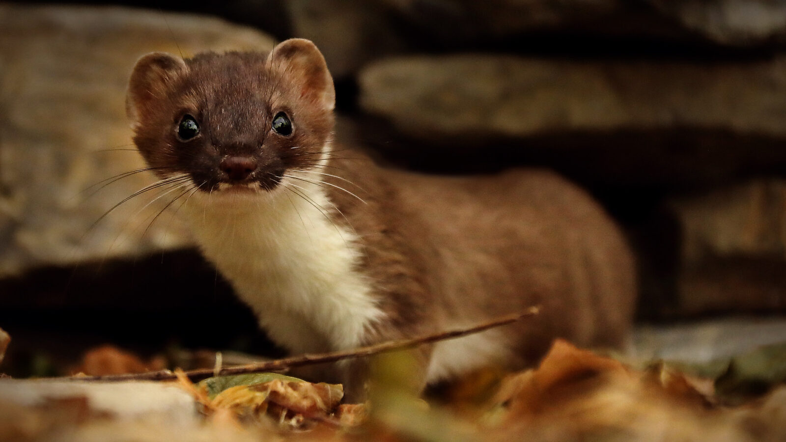 What Is a Stoat? Five Fun Facts About the Adorable Weasel Winter Olympic Mascot