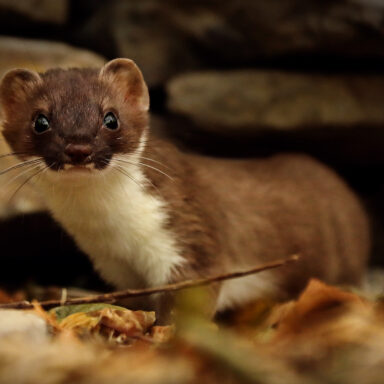 science, biodiversity, Winter Olympics, Italy, 2026 mascots, sibling stoats