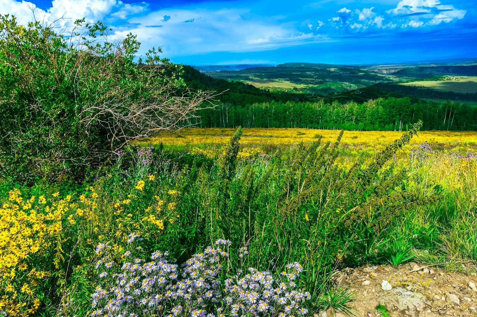 climate crisis, global warming, ecosystems, Rocky Mountains, temperature rise experiment, report