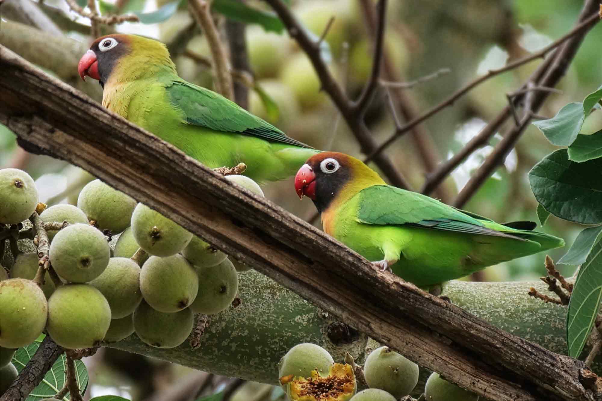 science, nature, biodiversity, monitoring data, tech tools, new guidelines