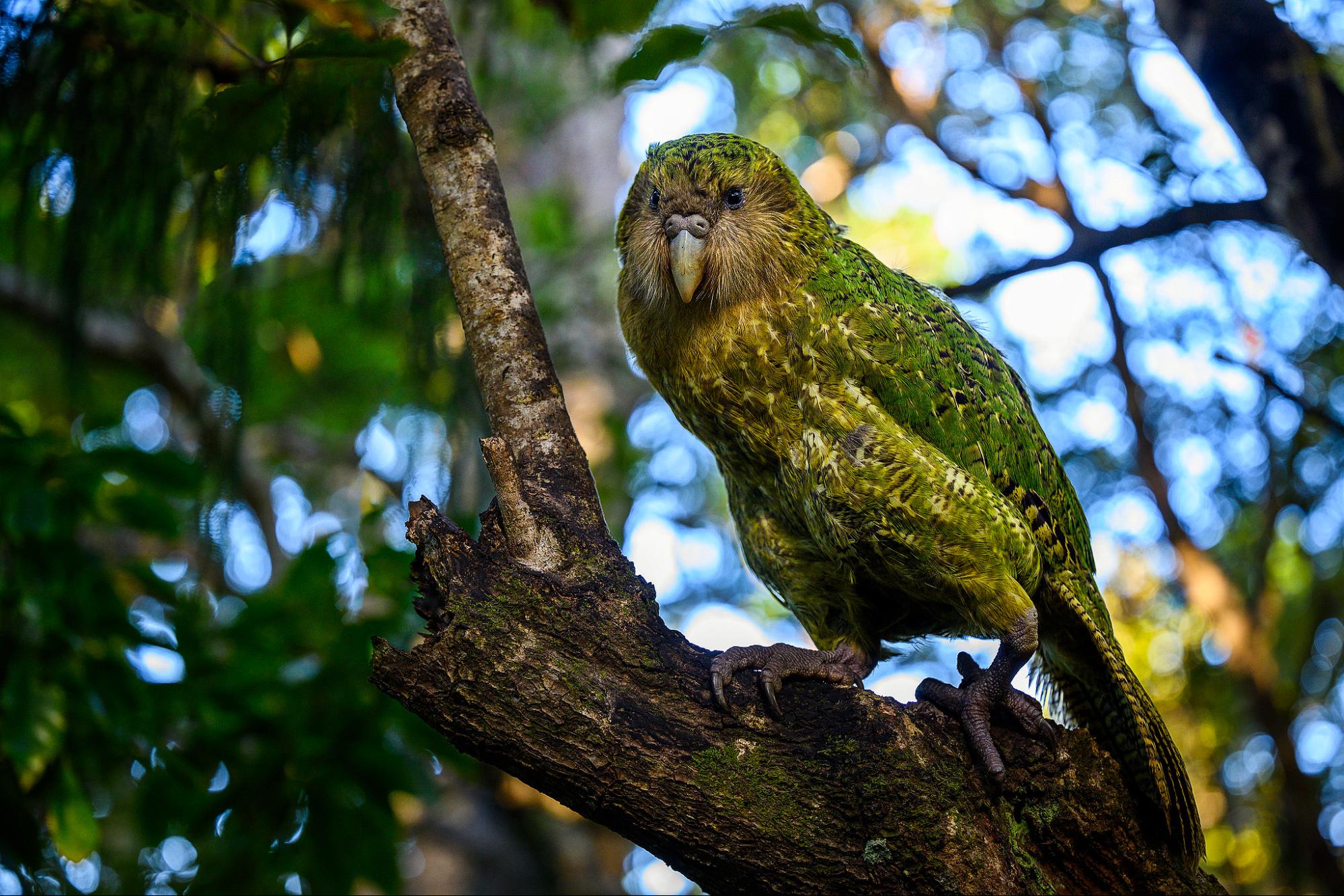 science, biodiversity, New Zealand, kakapo parrot, chicks, livestream