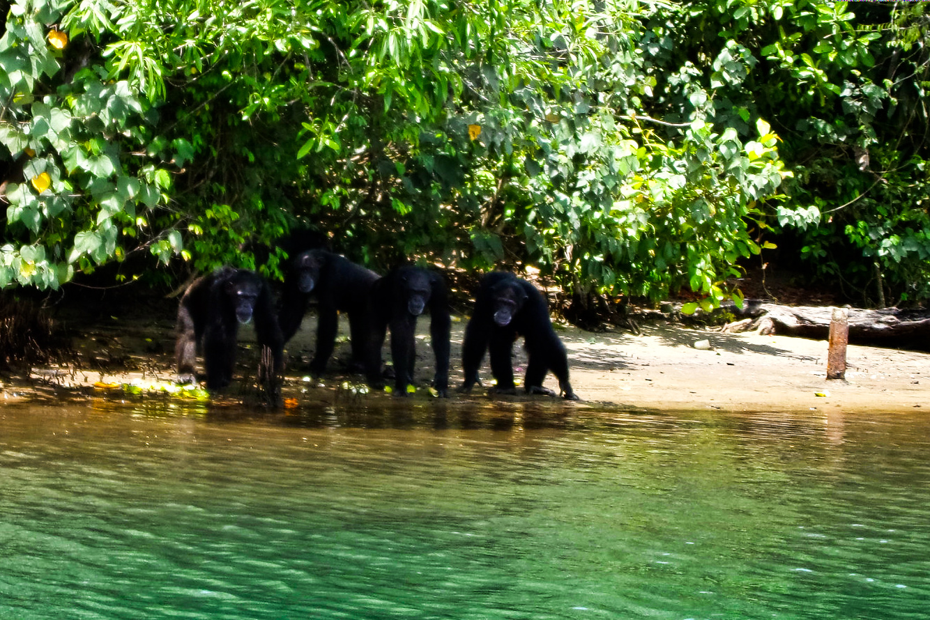 science, biodiversity, conservation, Liberia, dismantling of USAID, future strategy, human health consequences