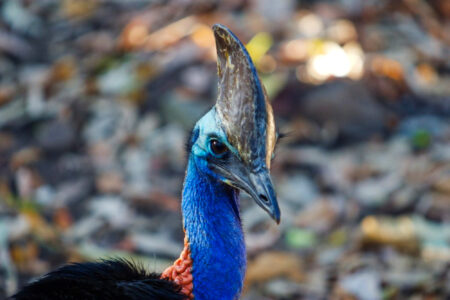 science, nature, biodiversity, flightless birds, cassowaries, UV light, headgear surprise