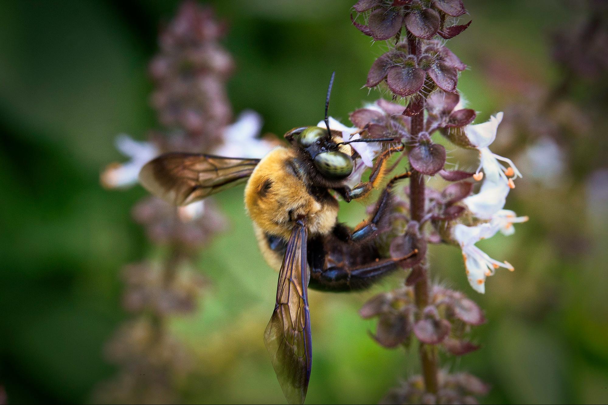 climate crisis, global warming, botany, flowering tropical plants, bloom timings changing