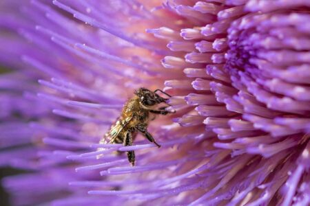 Honey Bee, collecting pollen