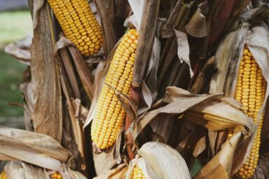 More Crops Grown for Fuel and Livestock Feed Than for People, New Study Finds Ripe corn, on the stalk, in the field