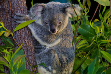 Protecting Australia’s Biodiversity Is Getting Personal science, nature, biodiversity, Australia, private protection, growing network
