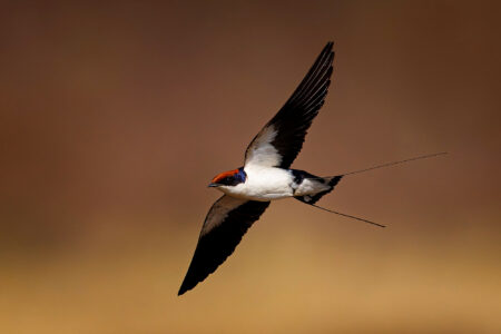 science, biodiversity, conservation, birds, migration, New York State, 'Lights Out' initiative