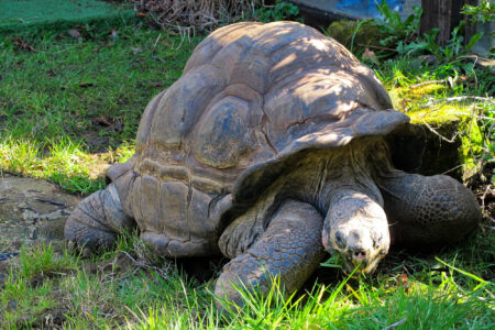 climate crisis, science, biodiversity, London Zoo, world's oldest tortoise, April Fool's hoax