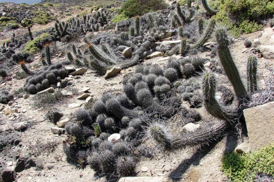 Copiapoa coquimbensis, Limarí river, Chile