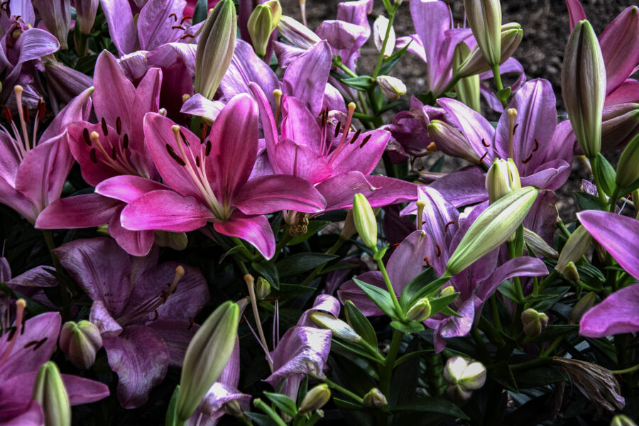 Double Oriental Lilies, Asiatic Lilies