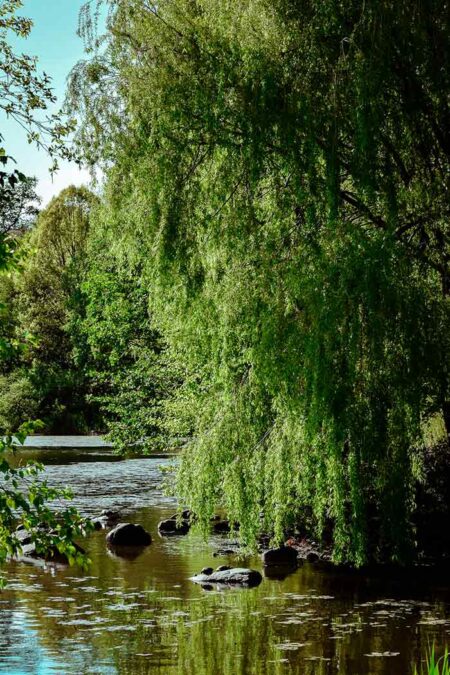 creeks, Prospect Park, New York City, Spring 2026