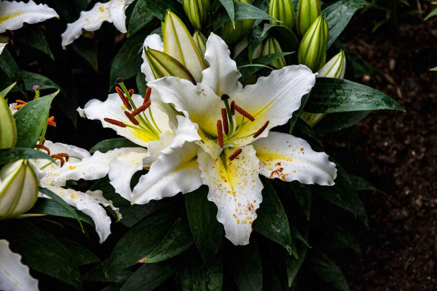 Oriental Lily