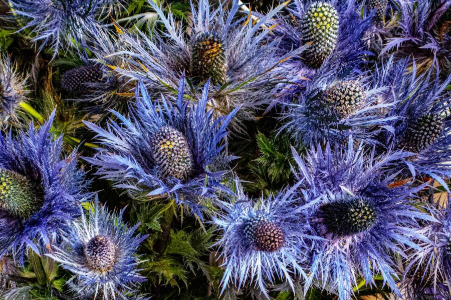 Sea Holly, flowers