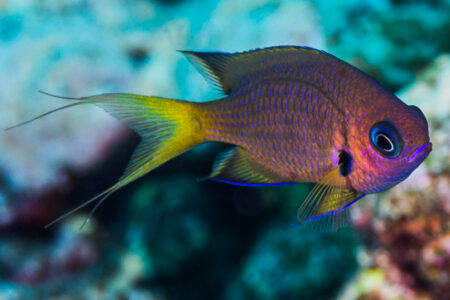 science, oceans, biodiversity, Ocean Census Alliance,1,121 new species
