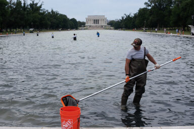 Local Homeowner Wants to Hunt Down Antifa Thugs Who Vandalized His Pool DC Algae Pool Cleanup