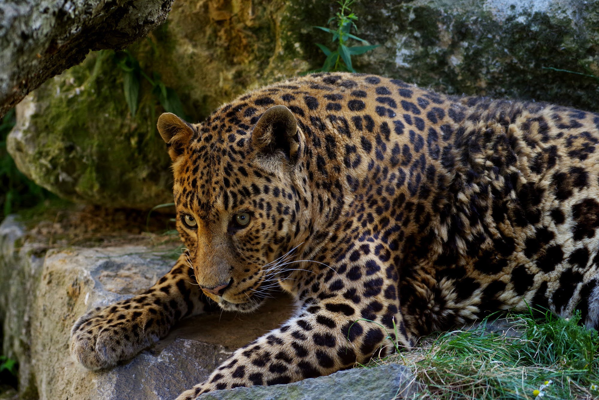 nature, biodiversity, wildlife conservation, tropical rainforest, Amazon, photo gallery