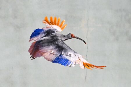 science, nature, biodiversity, birds, Japan, endangered species, crested ibis