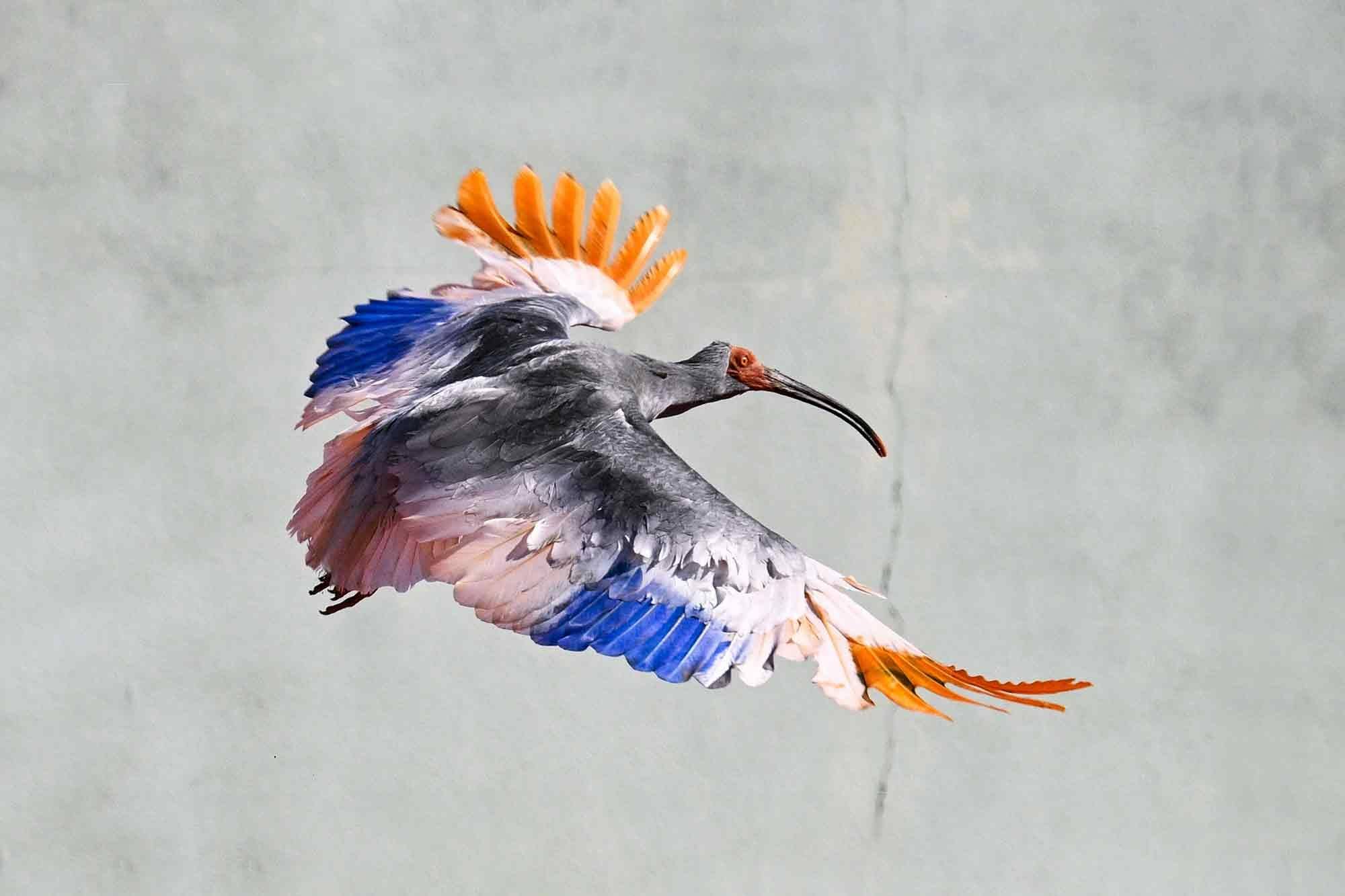 science, nature, biodiversity, birds, Japan, endangered species, crested ibis