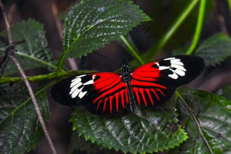 science, nature, biodiversity, Heliconius butterflies, extended lifespan, diet, aging insights