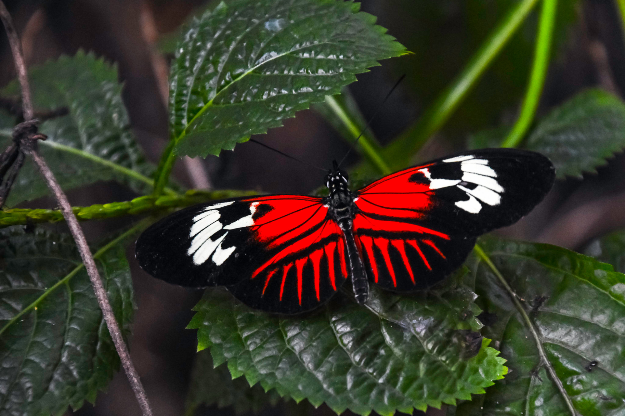science, nature, biodiversity, Heliconius butterflies, extended lifespan, diet, aging insights
