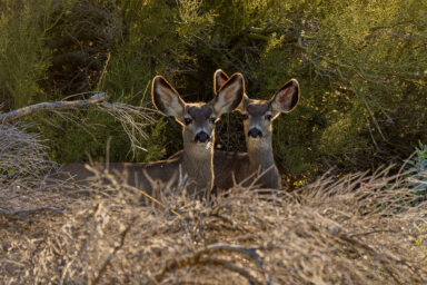 Mule Deer in California Already Using Unfinished $20M Wildlife Bridge Science, biodiversity, wildlife preservation, California, animal bridge, mule deer, early crossings captured
