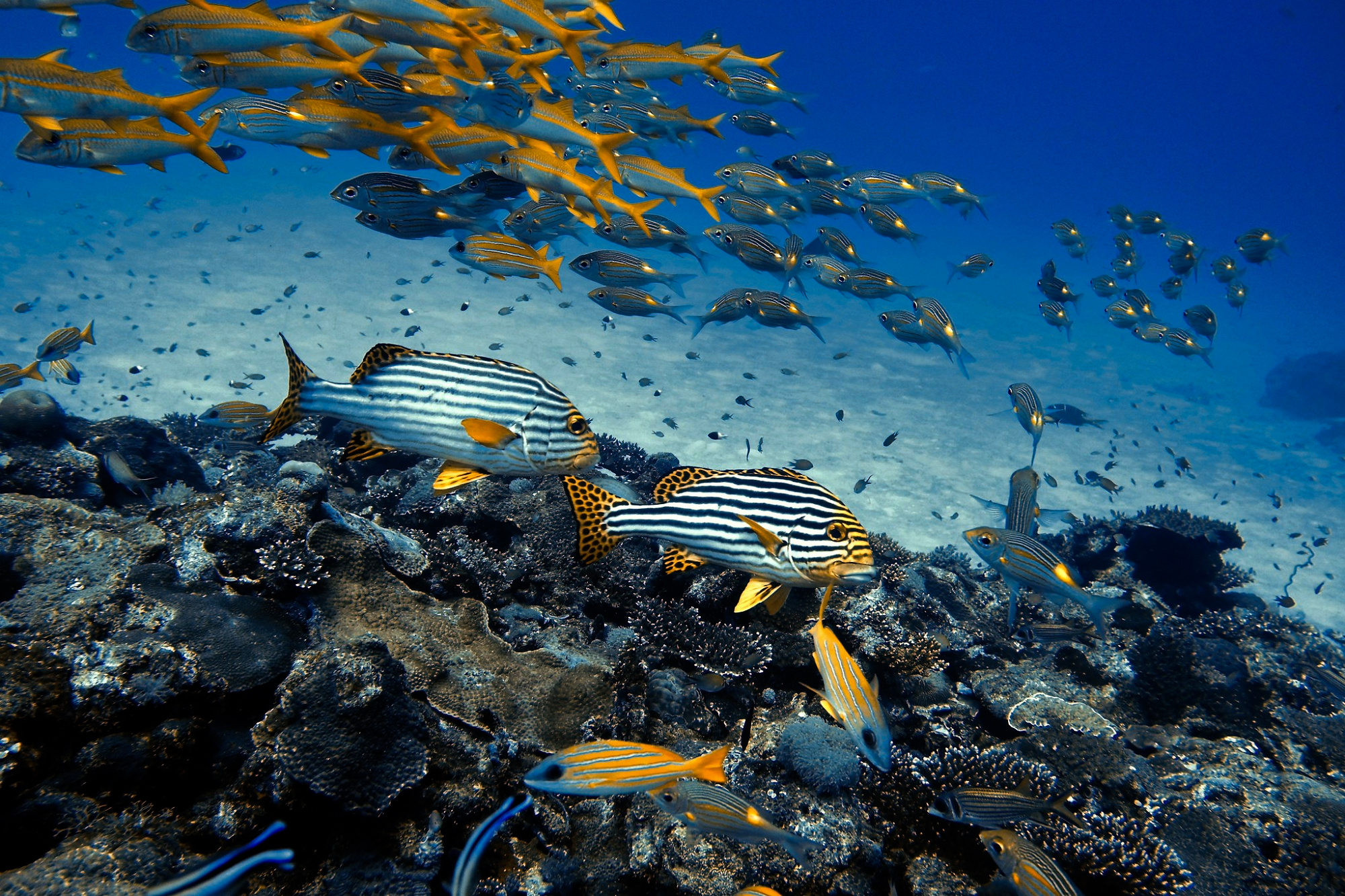 Science, nature, biodiversity, whales, Indian Ocean, ancient graveyard discovery, unknown species
