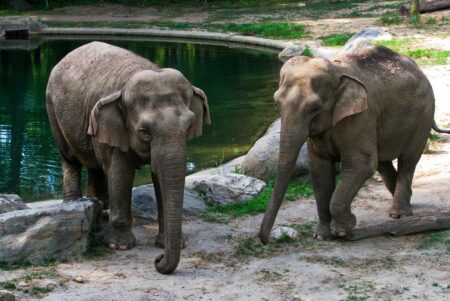 Science, nature, mammals, Bronx Zoo, last remaining elephant, Patty, future