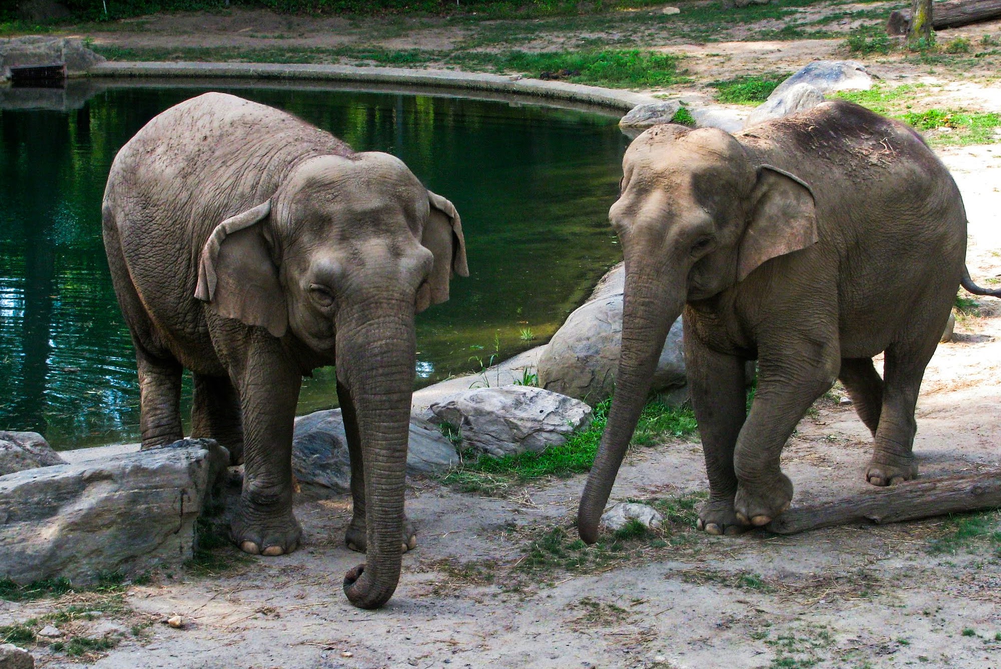 Science, nature, mammals, Bronx Zoo, last remaining elephant, Patty, future