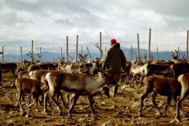 Sámi, reindeer herder, Sweden