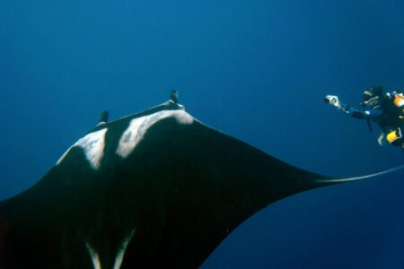 science, biodiversity, oceans, endangered species, giant manta ray, reproduction study