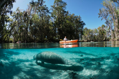 ‘Death Sentence:’ US Ruling To Open Habitats of Endangered Species science, nature, wildlife conservation, endangered species, habitats, EPA, rule rollback, mining, logging