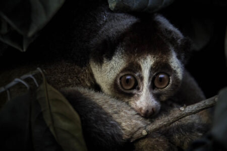 science, nature, biodiversity, endangered species, net gain, habitats, offsetting, new study