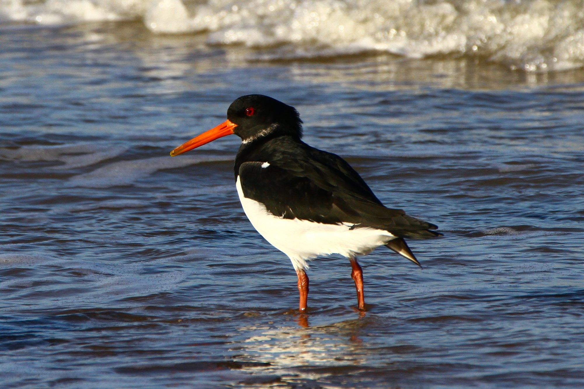 science, nature, biodiversity, conservation, American oystercatchers, comeback