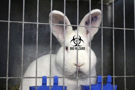 Rabbit, testing, bio hazard