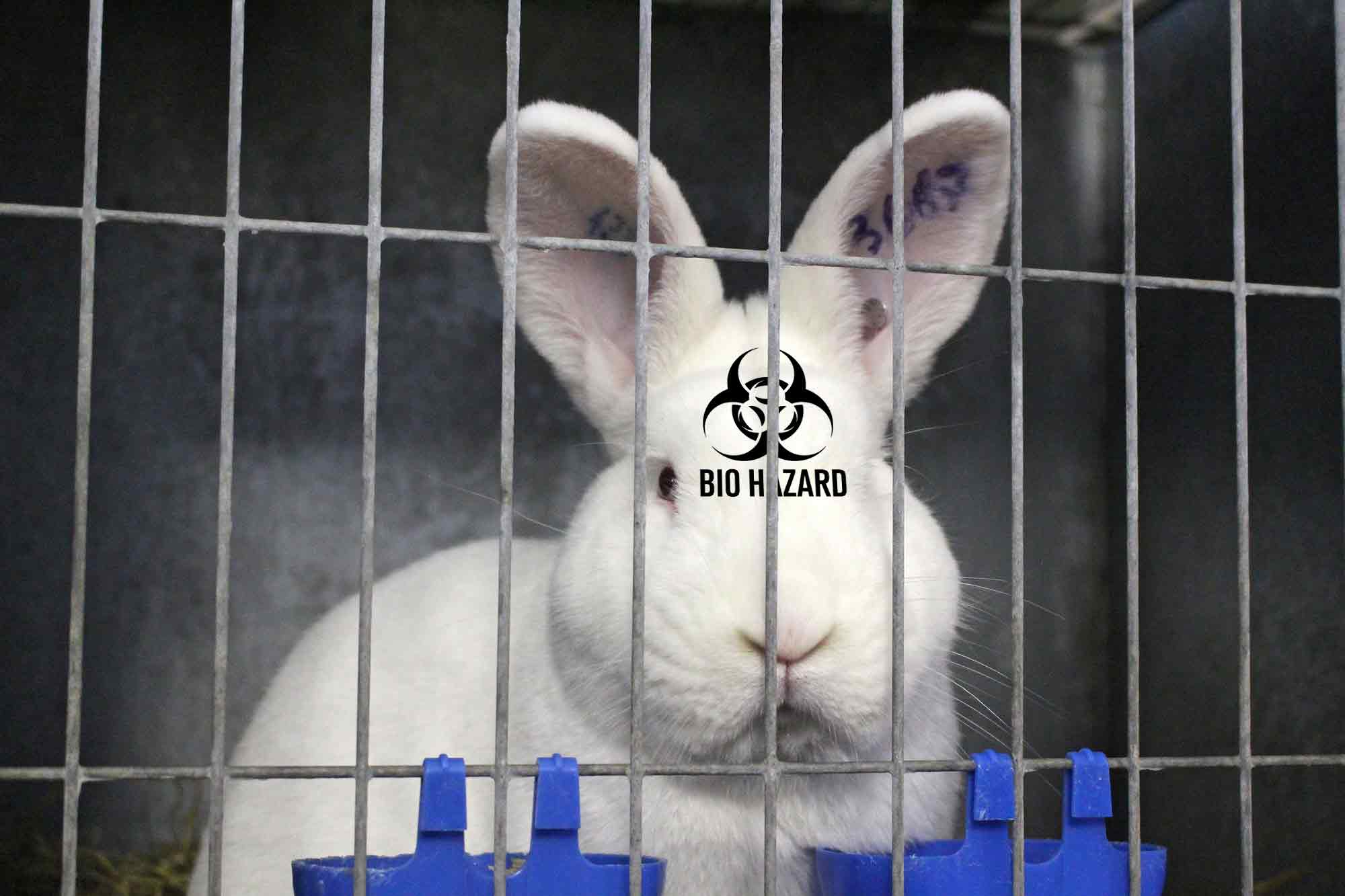 Rabbit, testing, bio hazard